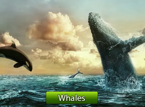 Incredible Creatures That Defy Evolution – Disc 2