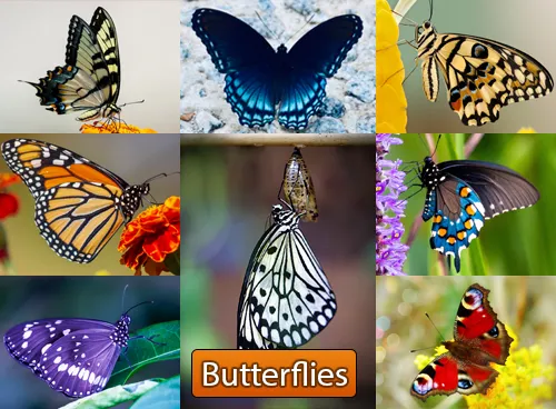 Incredible Creatures That Defy Evolution - Disc 3 - Image 7