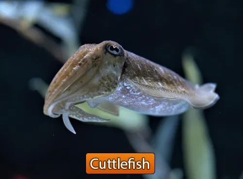 Incredible Creatures That Defy Evolution - Disc 3 - Image 8