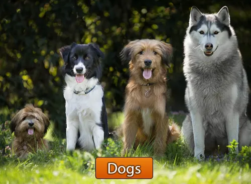 Incredible Creatures That Defy Evolution - Disc 3 - Image 9