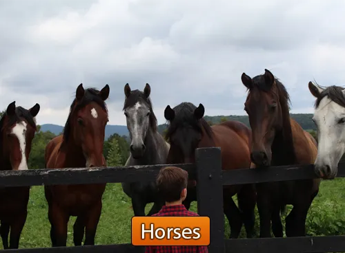 Incredible Creatures That Defy Evolution – Disc 3