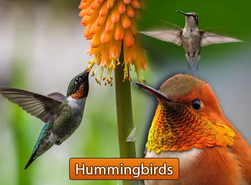 Incredible Creatures That Defy Evolution - Disc 3 - Image 6