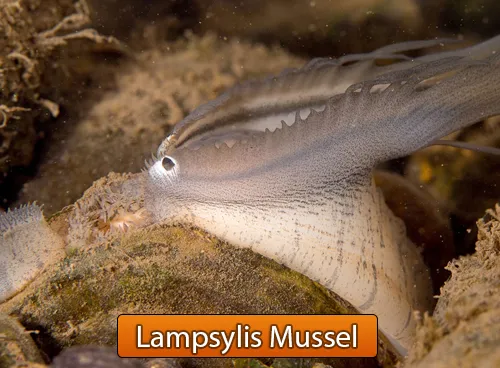 Incredible Creatures That Defy Evolution - Disc 3 - Image 3