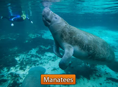 Incredible Creatures That Defy Evolution - Disc 3 - Image 5