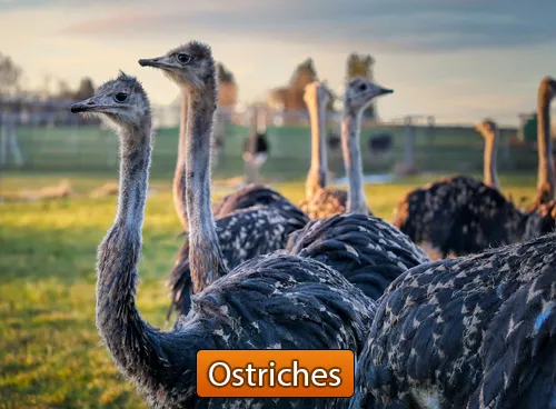 Incredible Creatures That Defy Evolution - Disc 3 - Image 4