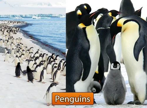 Incredible Creatures That Defy Evolution - Disc 3 - Image 10